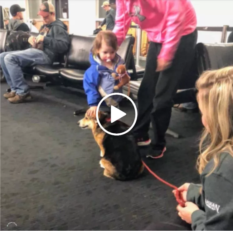 “The Heartwarming Tale of an Airport Dog’s Empathy and Comfort During a Man’s Emotional Turmoil”