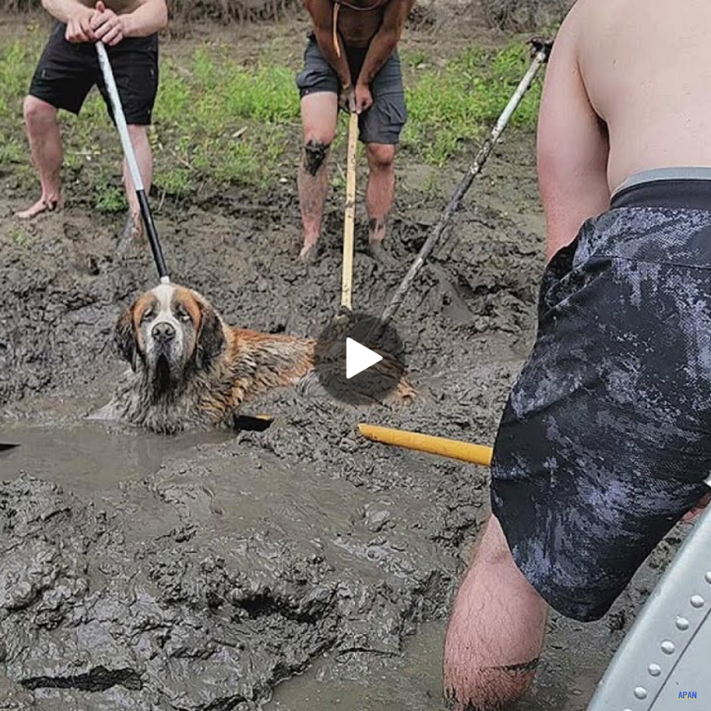 “Guys’ Night Out Turns Into Heroic Dog Rescue: A Tale of Bravery on the Minnesota Riverbank”